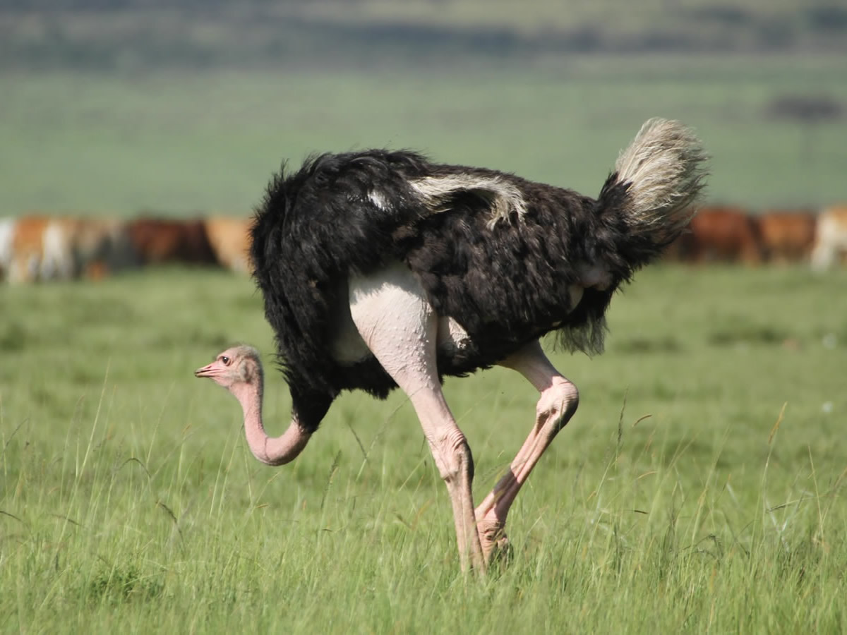 Maasai Ostrich