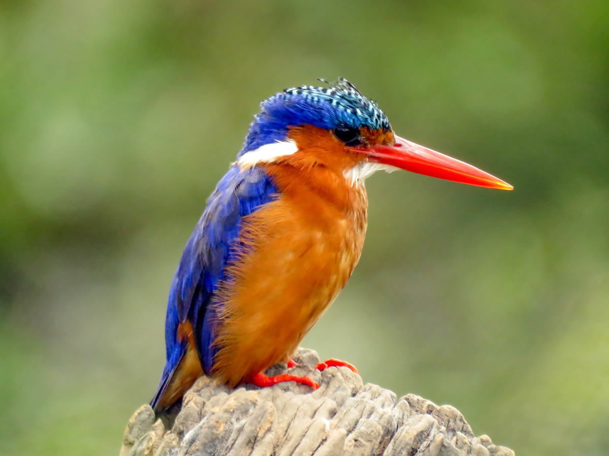 Malachite Kingfisher