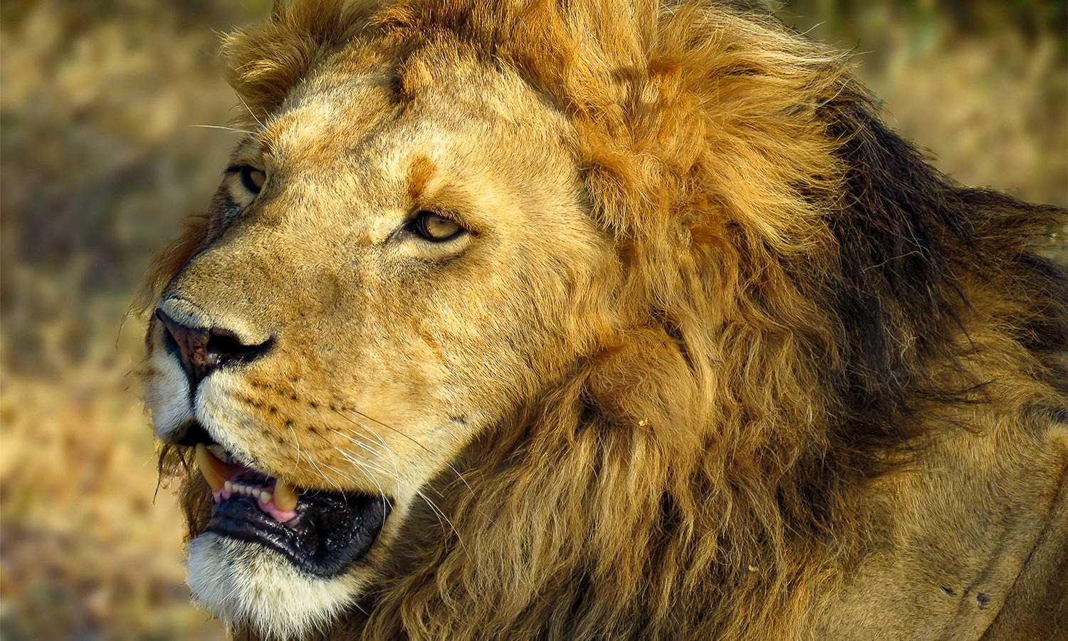 Lion
