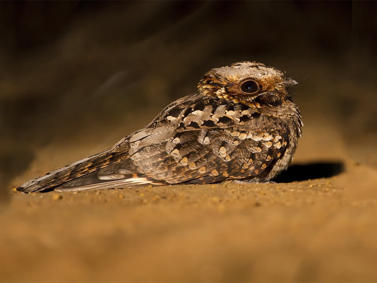 Nightjars
