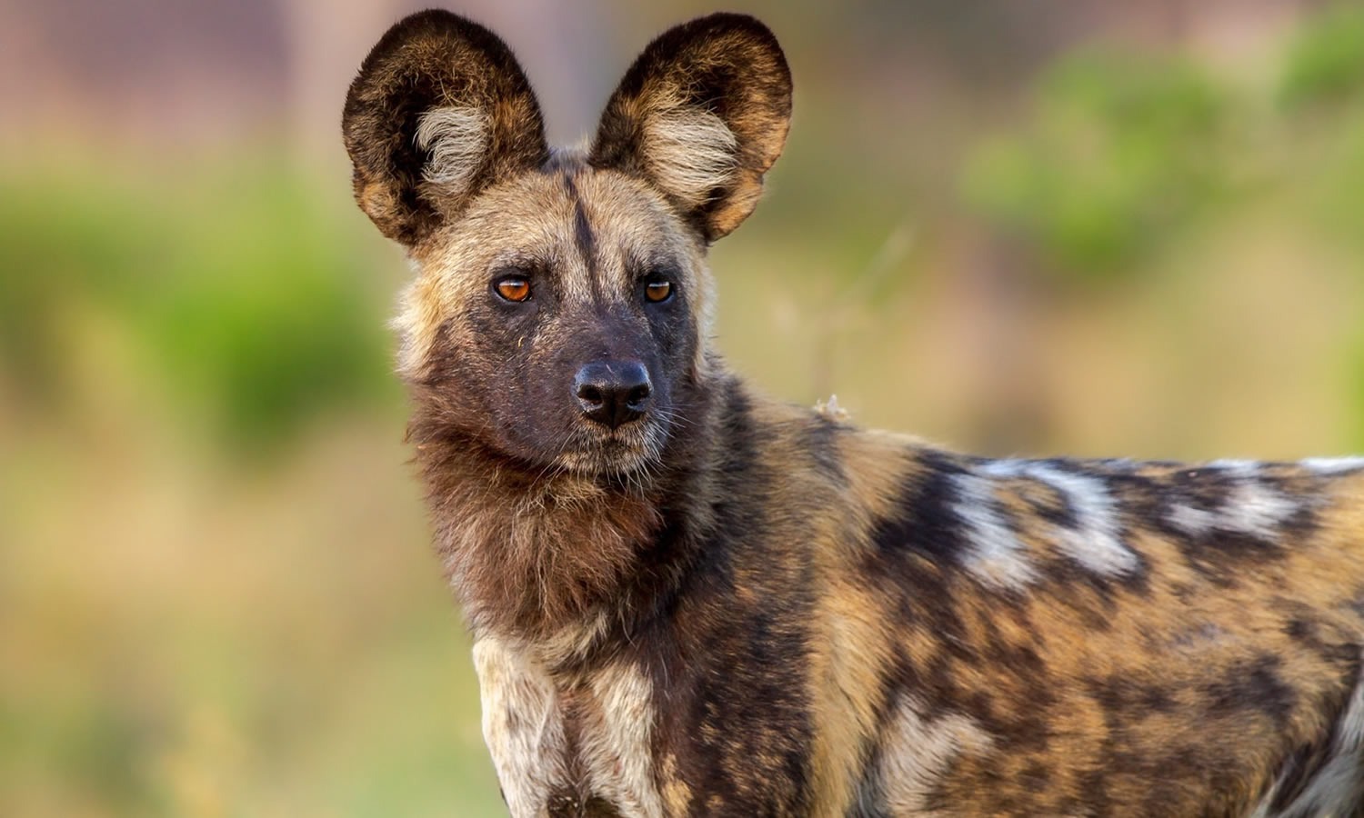 African Wild Dog