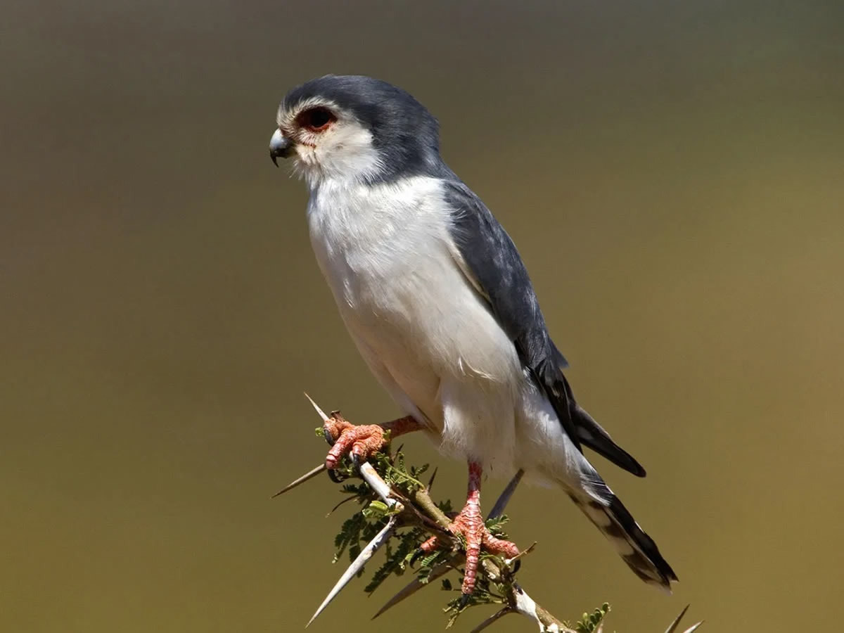 Pygmy Falcon