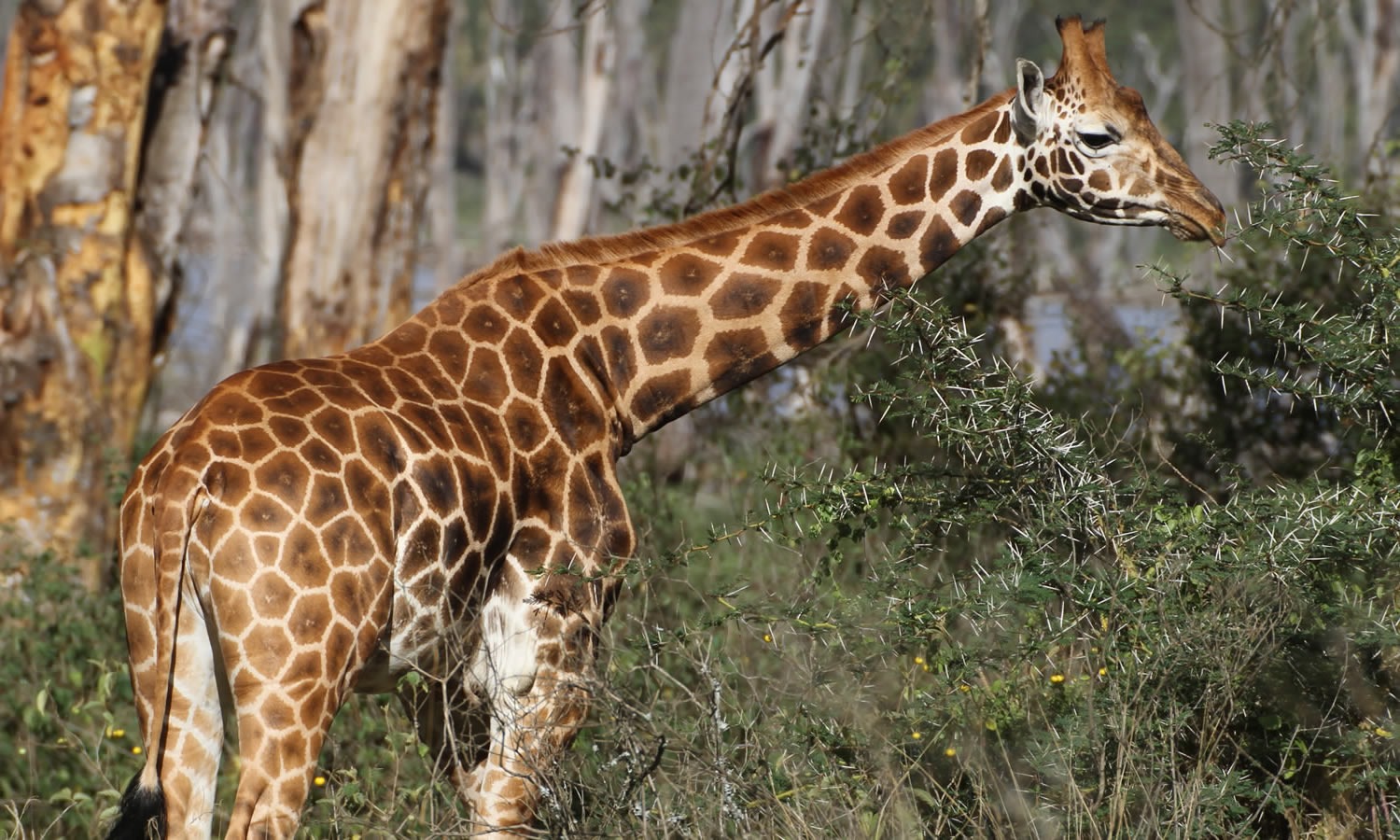 Rothschild Giraffe