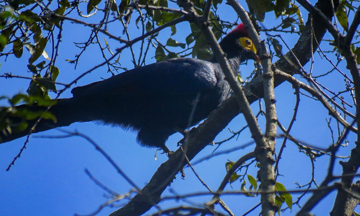 Ross’s Turaco