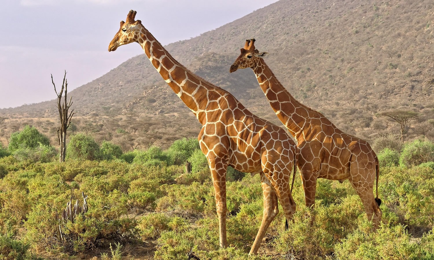 Reticulated Giraffe