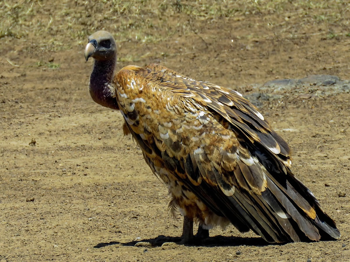 Rüppell’s Griffon Vulture