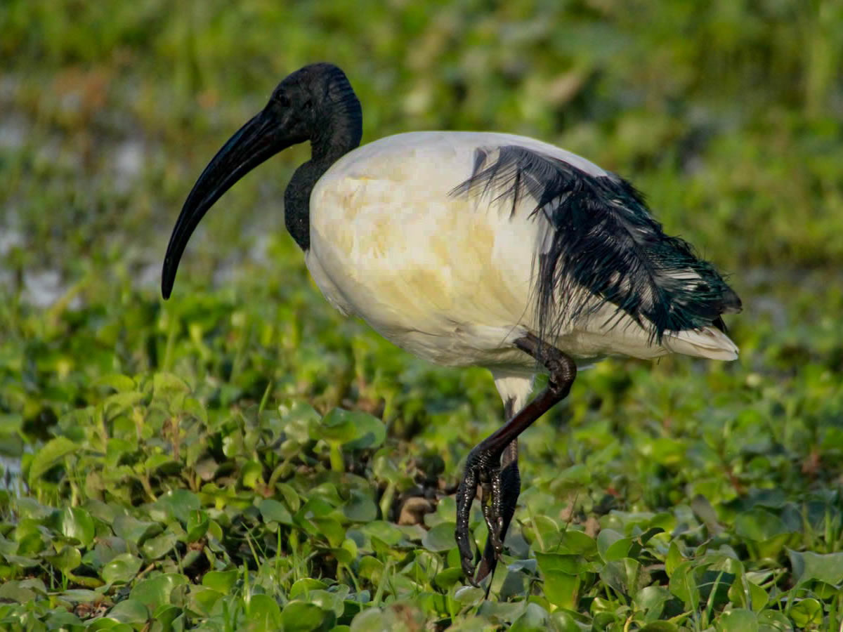 Sacred Ibis