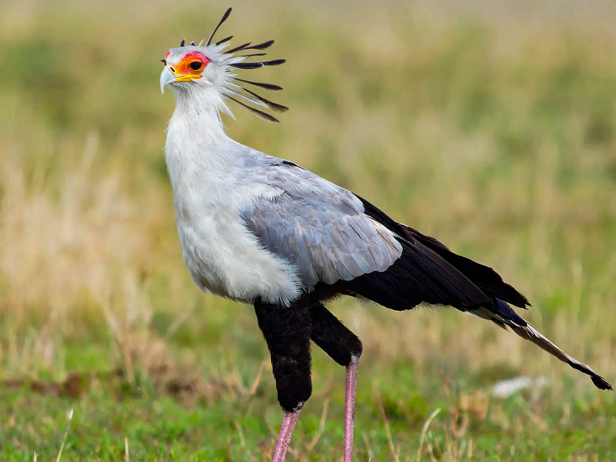 Secretary Bird