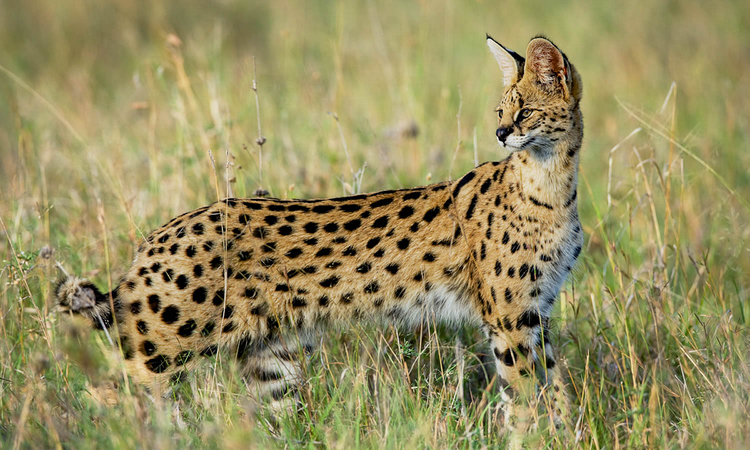 Serval Cat