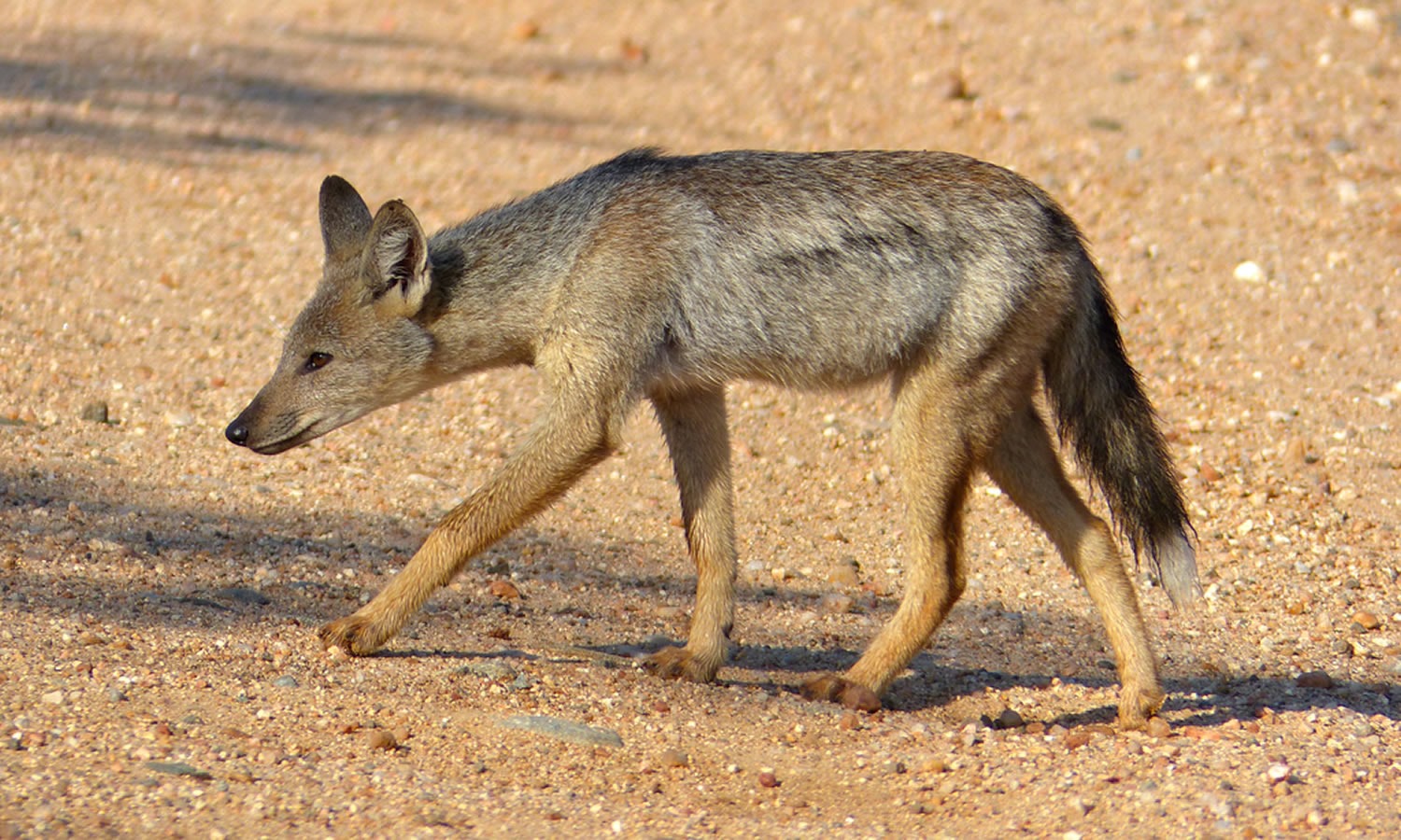 Side-Striped Jackal