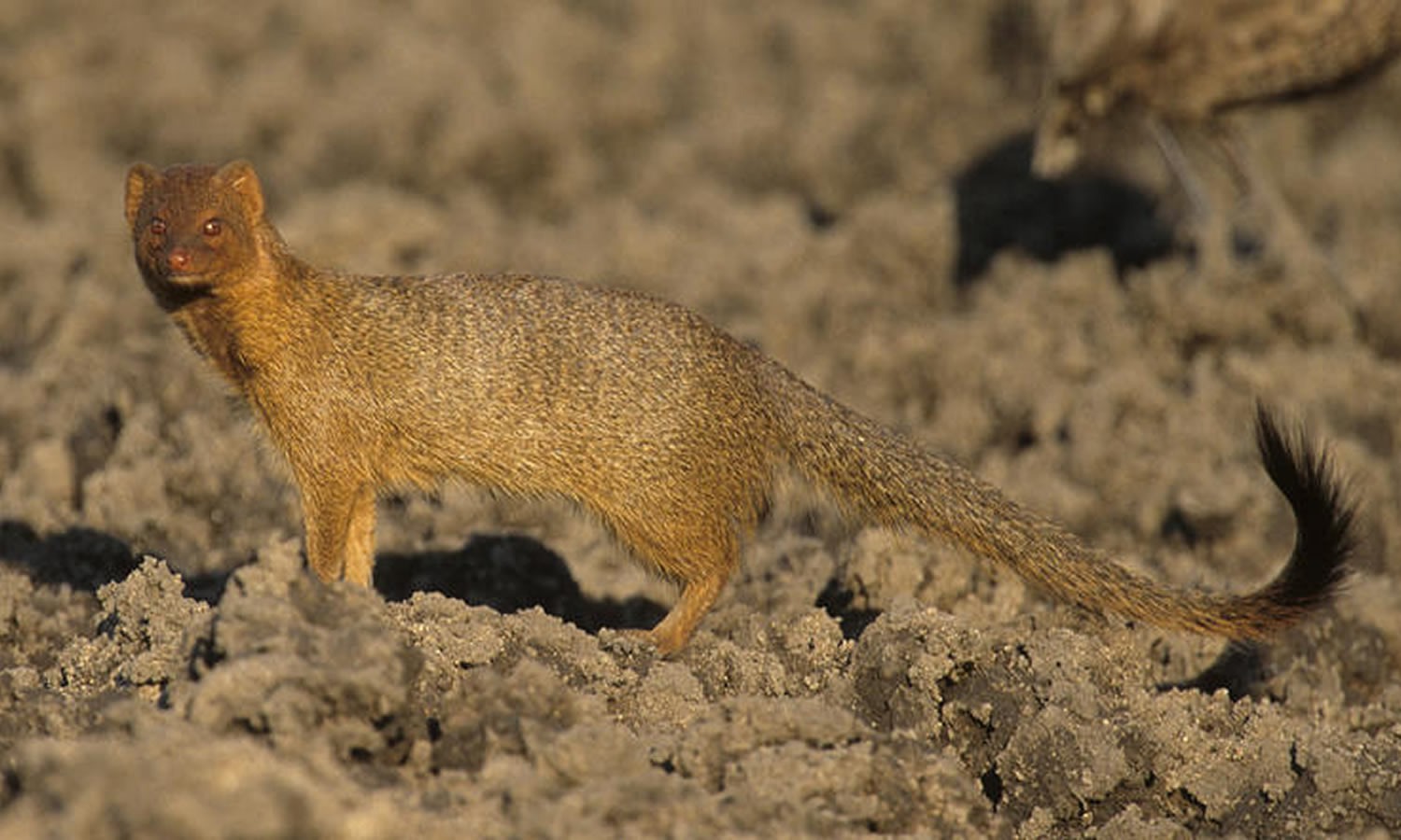 Slender Mongoose