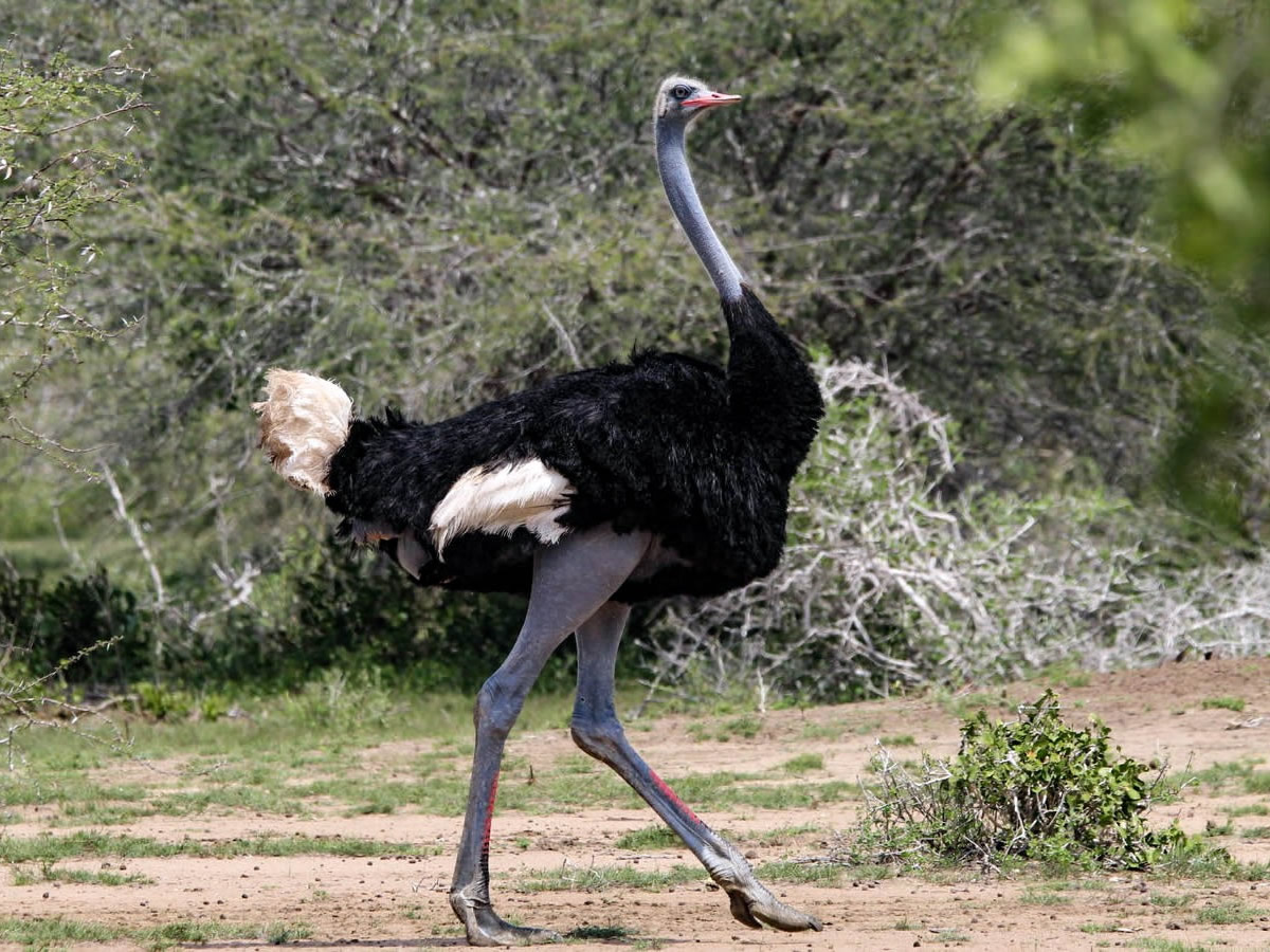 Somali Ostrich
