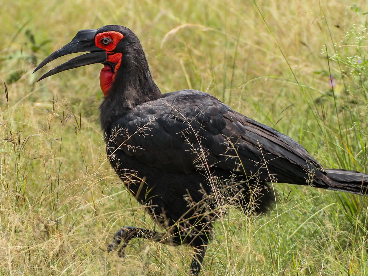 Southern Ground Hornbill