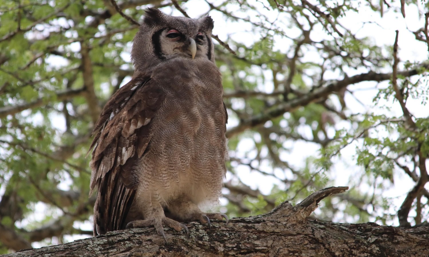 Verreaux’s Eagle Owl