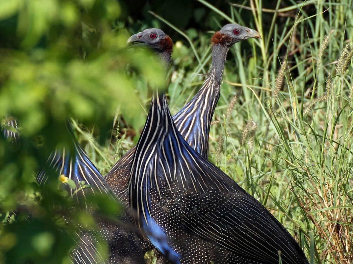 Vulturine Guineafowl