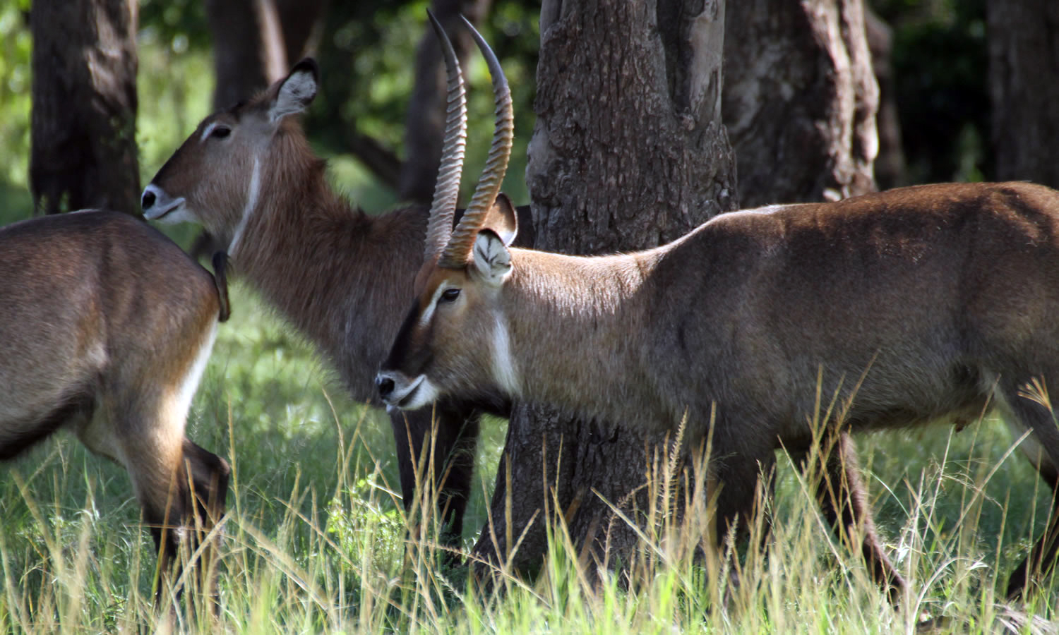 Defassa Waterbuck