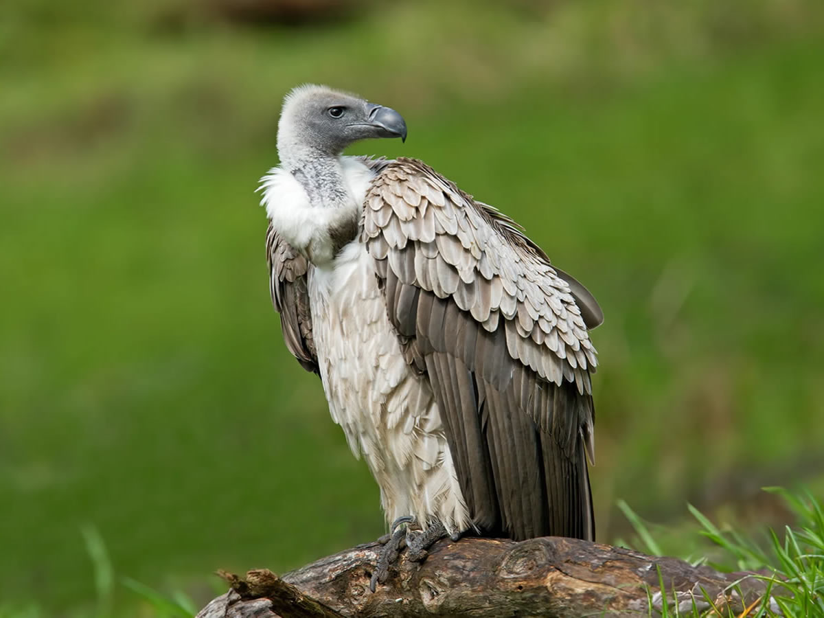 African White-backed Vulture