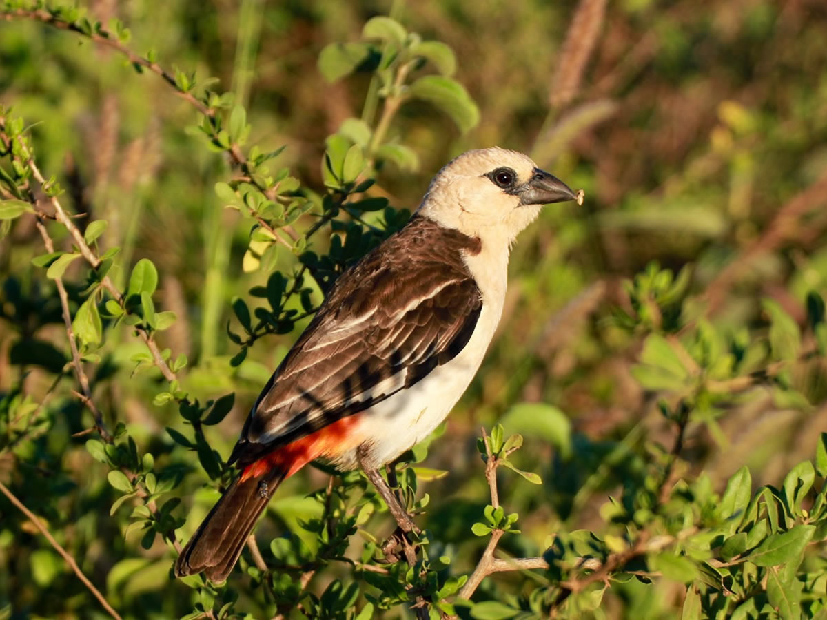 White Headed Buffalo Weaver
