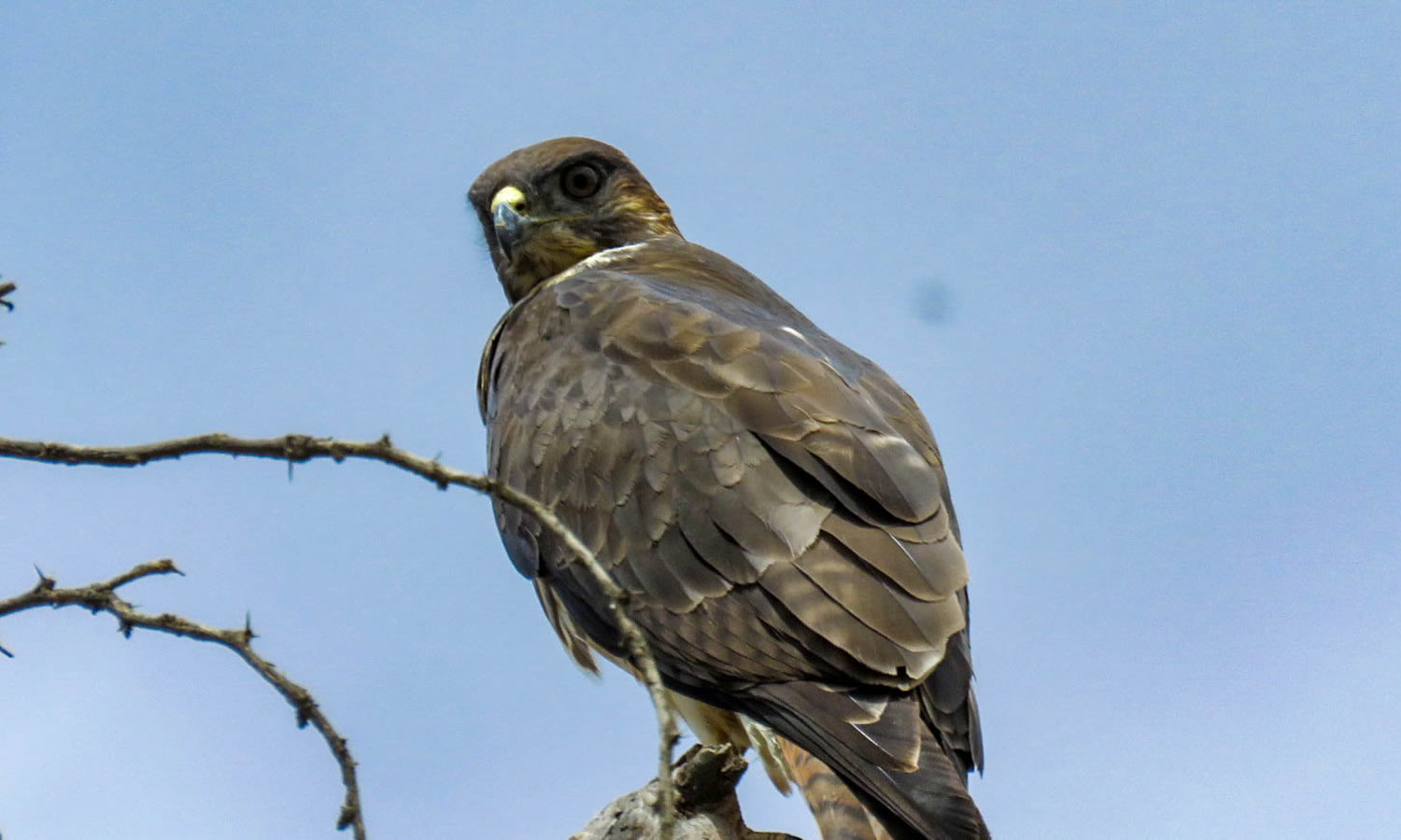 White-tailed Hawk