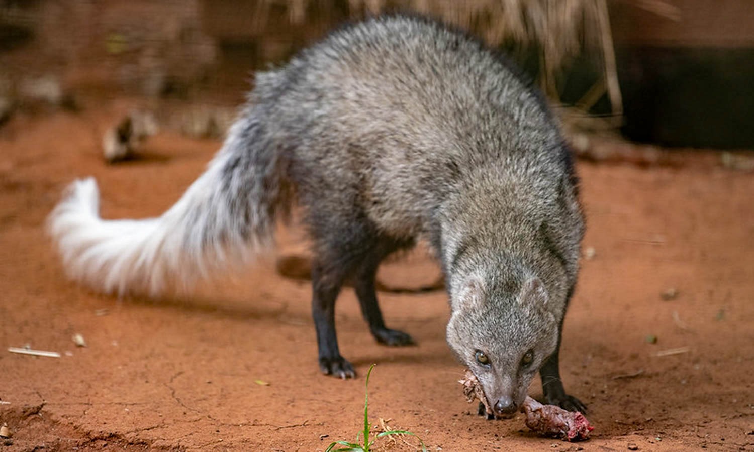 White-Tailed Mongoose