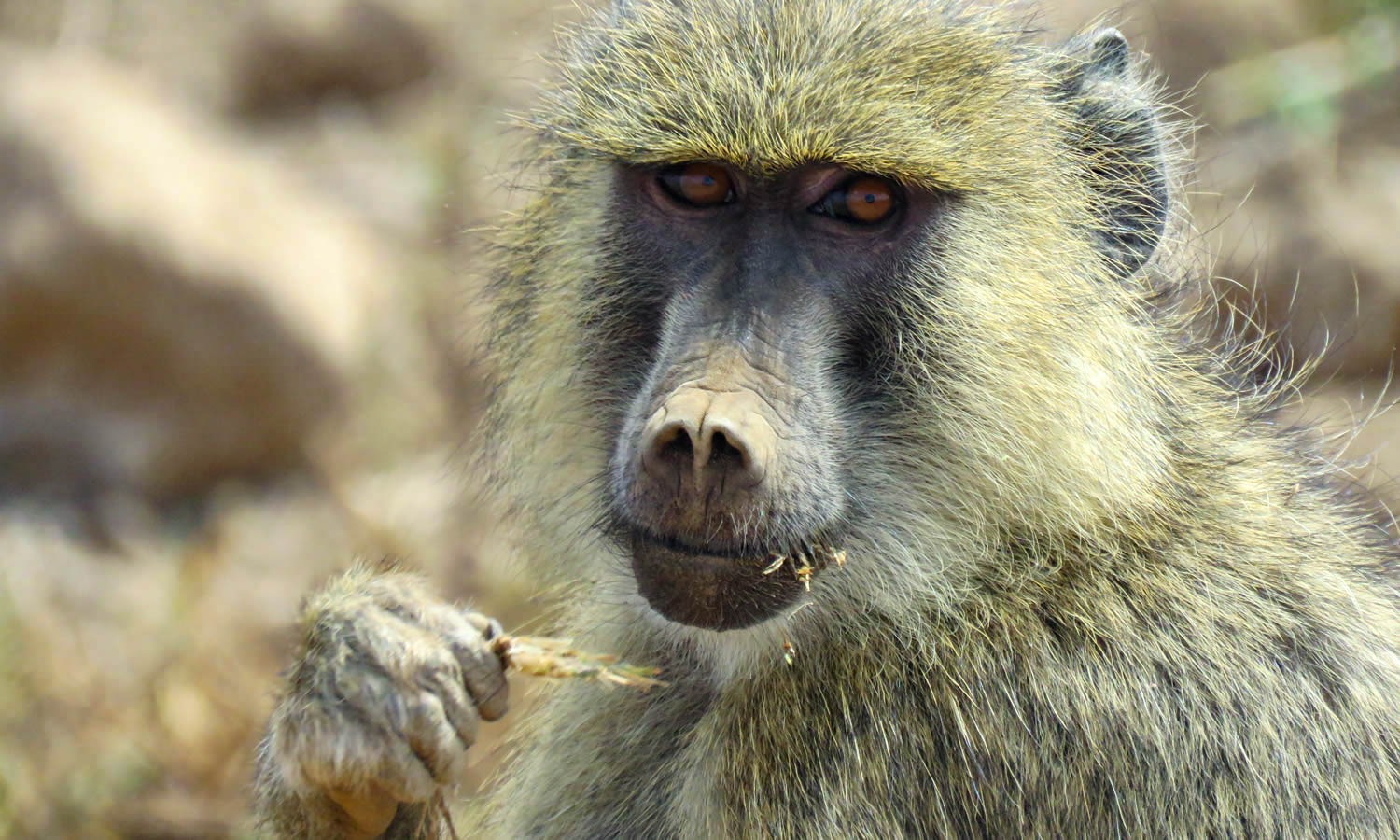 Yellow Baboon