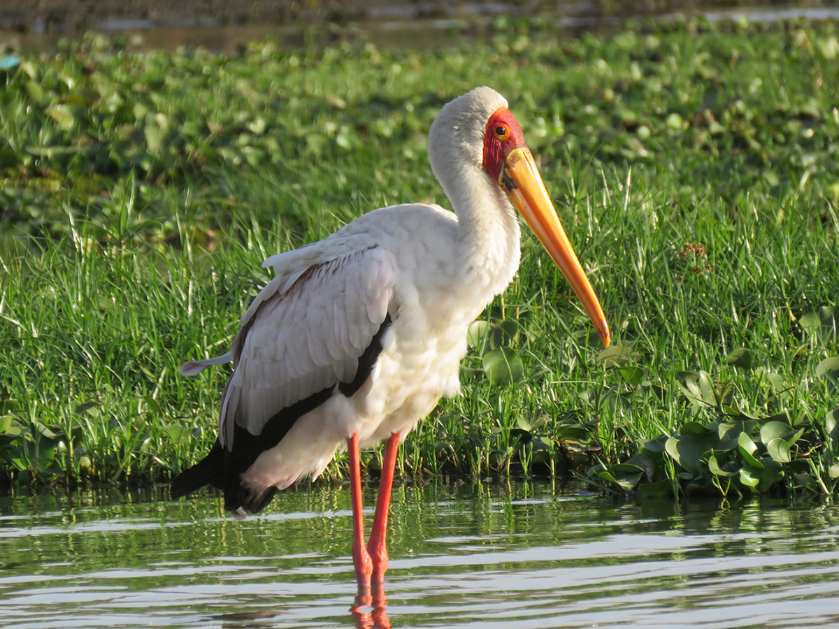 Yellow-billed Stork