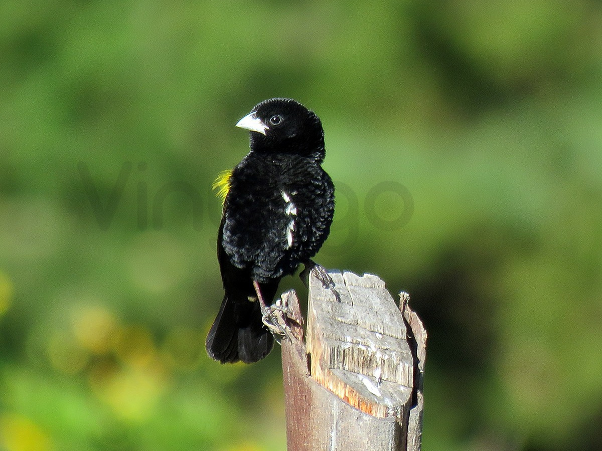 Yellow Bishop