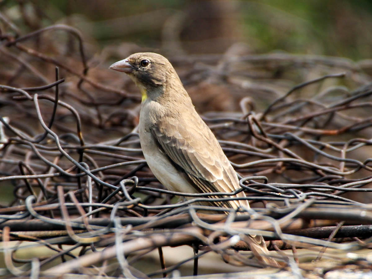 Yellow Spotted Bush  Sparrow