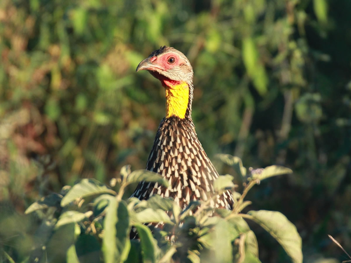 Yellow Throated Spurfowl